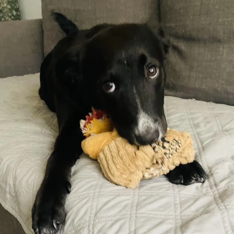 A baby medium-sized female Black Mixed Breed dog named Lilo for adoption in Houston, TX
