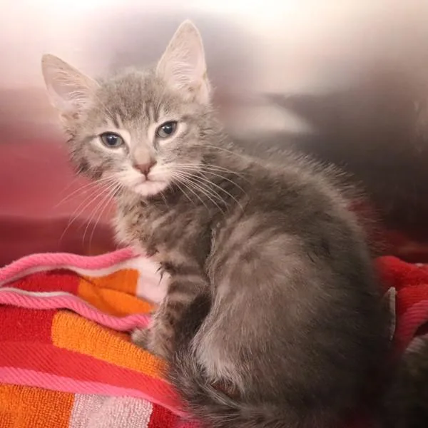 A baby small-sized male Domestic Short Hair cat named Cricket for adoption in Sioux City, IA