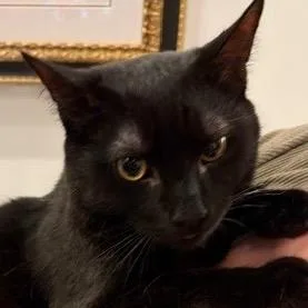A young medium-sized male Domestic Short Hair cat named Asher for adoption in New York, NY