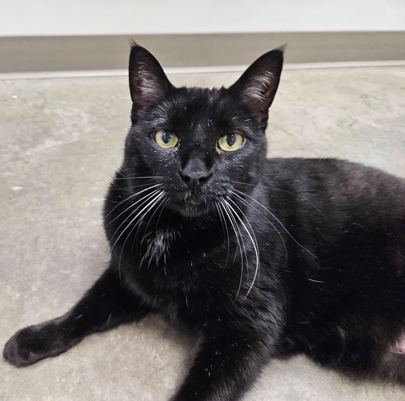 A senior large-sized male Domestic Short Hair cat named Oliver for adoption in Iowa City, IA