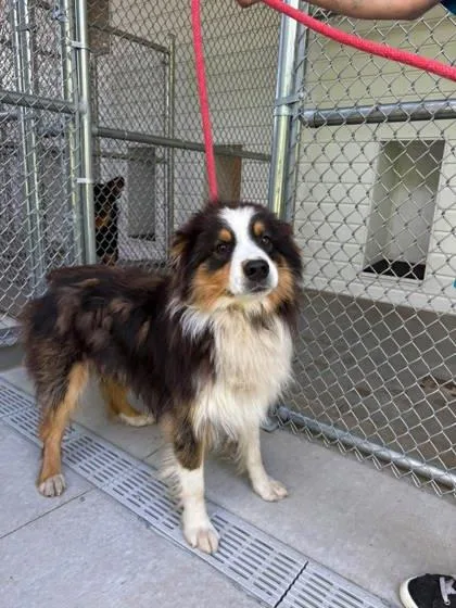 An adult medium-sized male Australian Shepherd dog named Ziti for adoption in Fergus Falls, MN