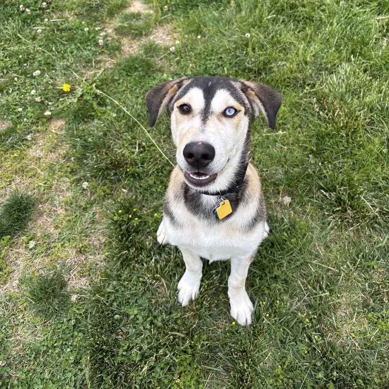 A young medium-sized female Brown / Chocolate Siberian Husky dog named Xena for adoption in Waynesboro, PA