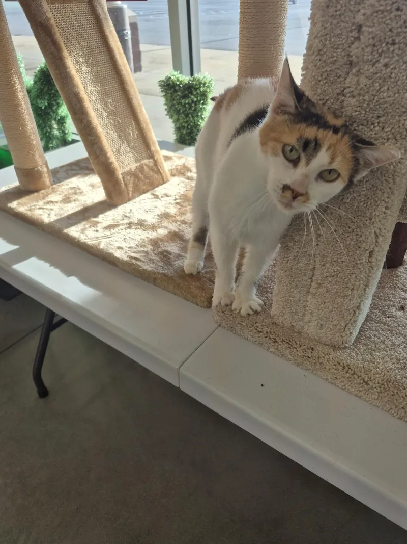 An adult medium-sized female Calico cat named Chica for adoption in Independence, OH
