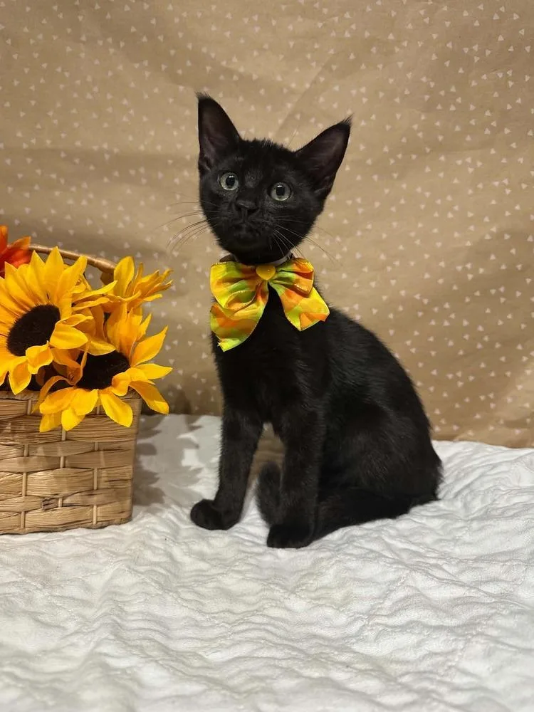 A baby small-sized female Black Domestic Short Hair cat named Buttercup for adoption in Groveland, MA