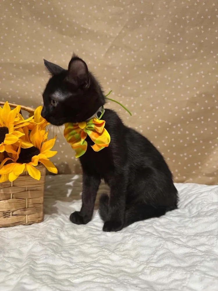 Buttercup thumbnail 3