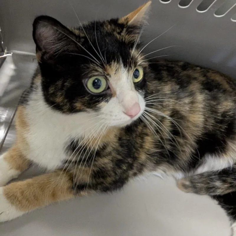 Crunchy Roll thumbnail 2