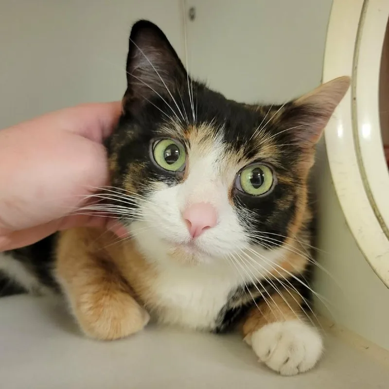 Crunchy Roll thumbnail 3