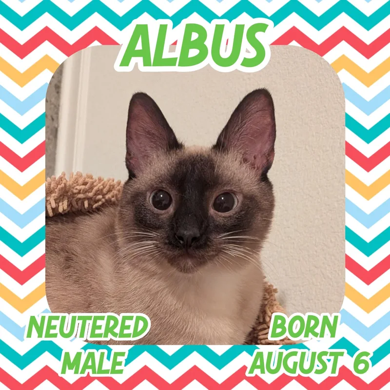 Albus