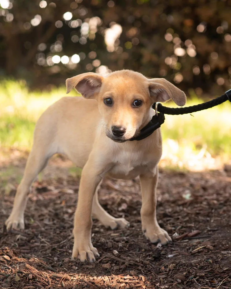 A baby medium-sized female Labrador Retriever dog named Dolly for adoption in Southaven, MS