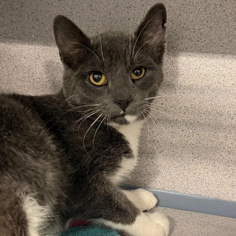 A young medium-sized male Domestic Short Hair cat named Alcatraz for adoption in Sheridan, WY