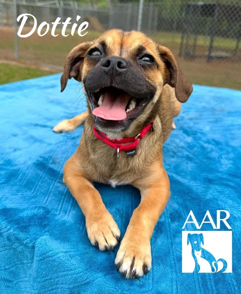 Dottie