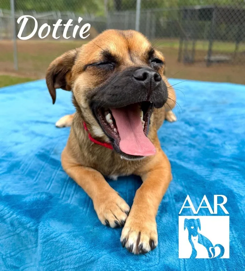Dottie thumbnail 3