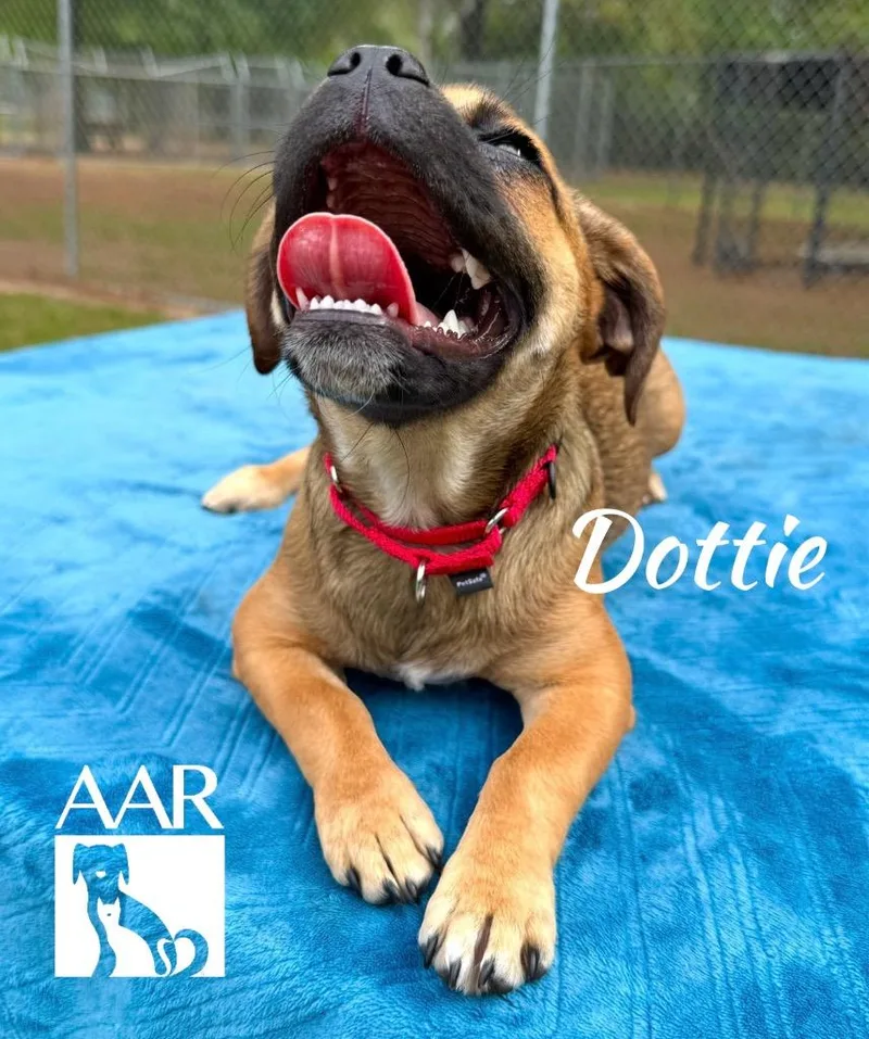 Dottie thumbnail 4