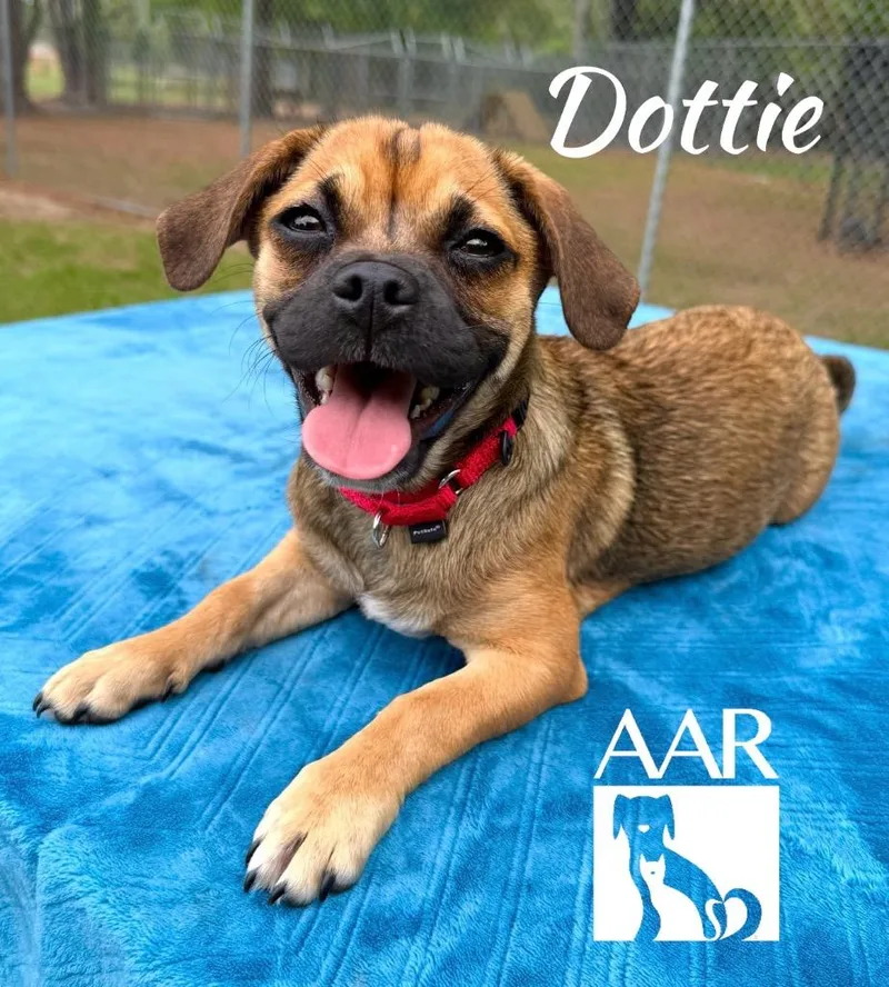 Dottie thumbnail 5