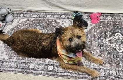 A young medium-sized female Brown / Chocolate Mixed Breed dog named O'Keeffe for adoption in Hamilton, OH