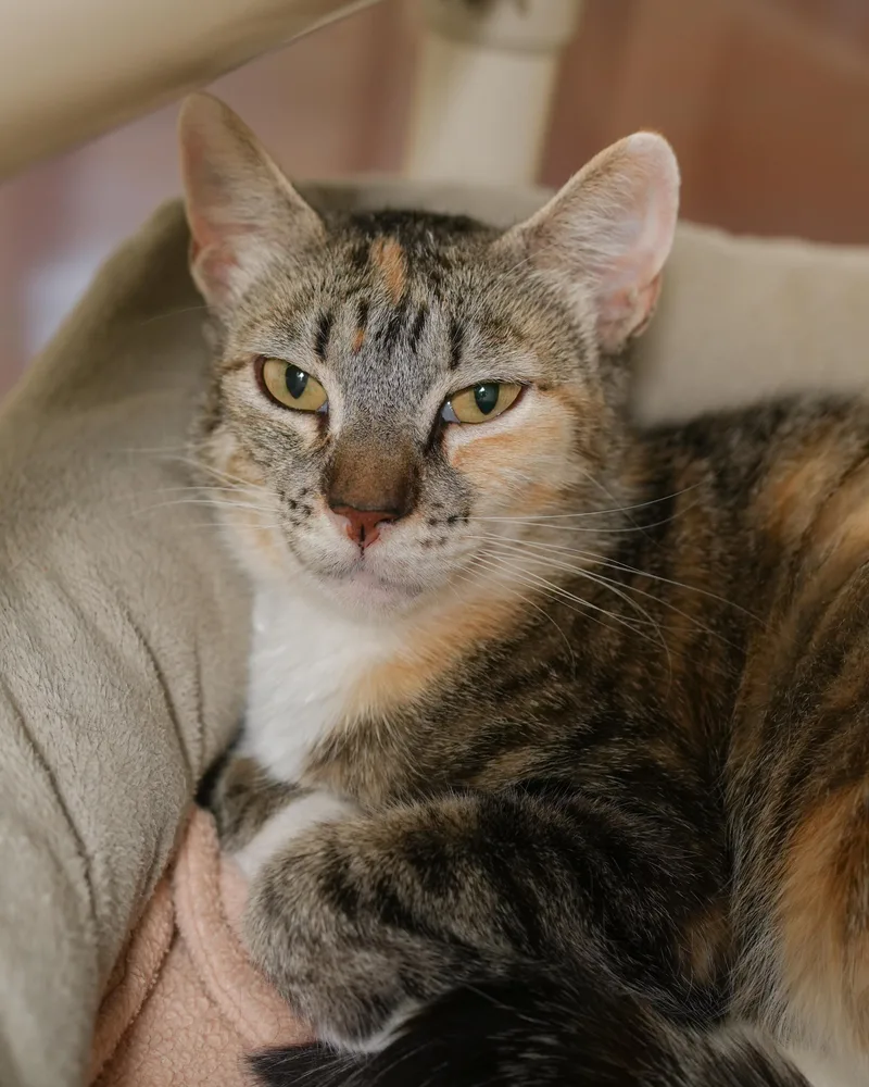 Debbie