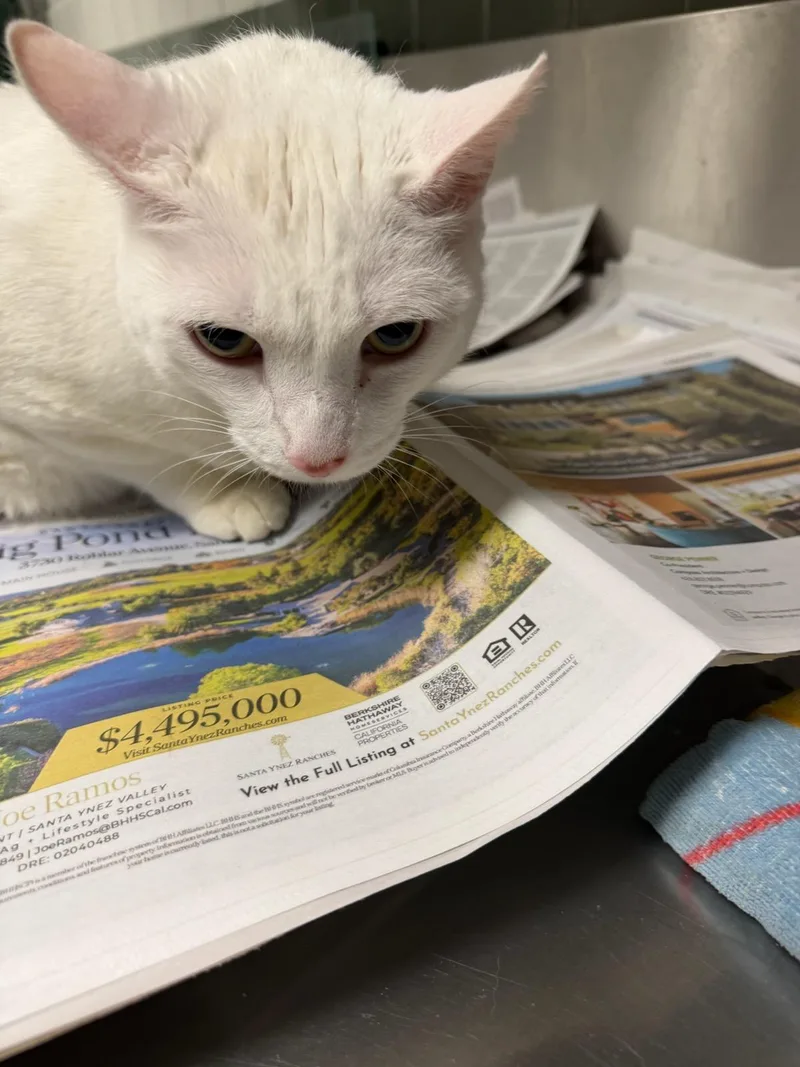 An adult large-sized male Domestic Short Hair cat named Biggie for adoption in Van Nuys, CA