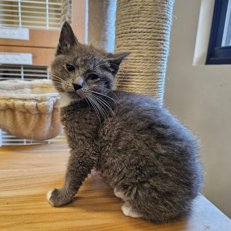 A baby small-sized female Gray / Blue / Silver Domestic Short Hair cat named Trinity for adoption in Hinsdale, IL