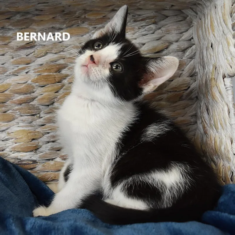 A baby small-sized male Black Domestic Short Hair cat named Jarrod for adoption in Kanab, UT