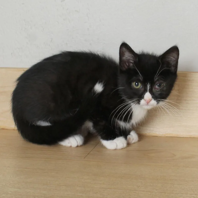 A baby small-sized male Black Domestic Short Hair cat named Clyde C for adoption in Minnetonka, MN