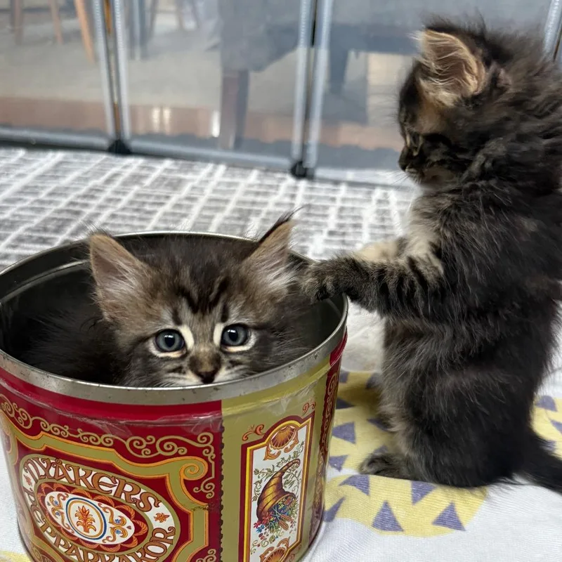 A baby small-sized female Brown / Chocolate Domestic Short Hair cat named Sage for adoption in Los Angeles, CA