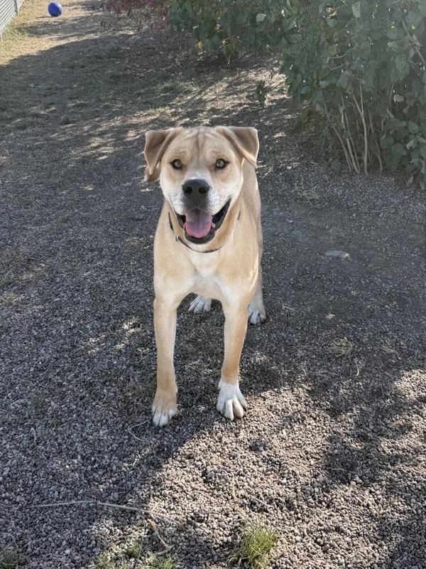 An adult large-sized male Mixed Breed dog named Malone for adoption in Great Falls, MT