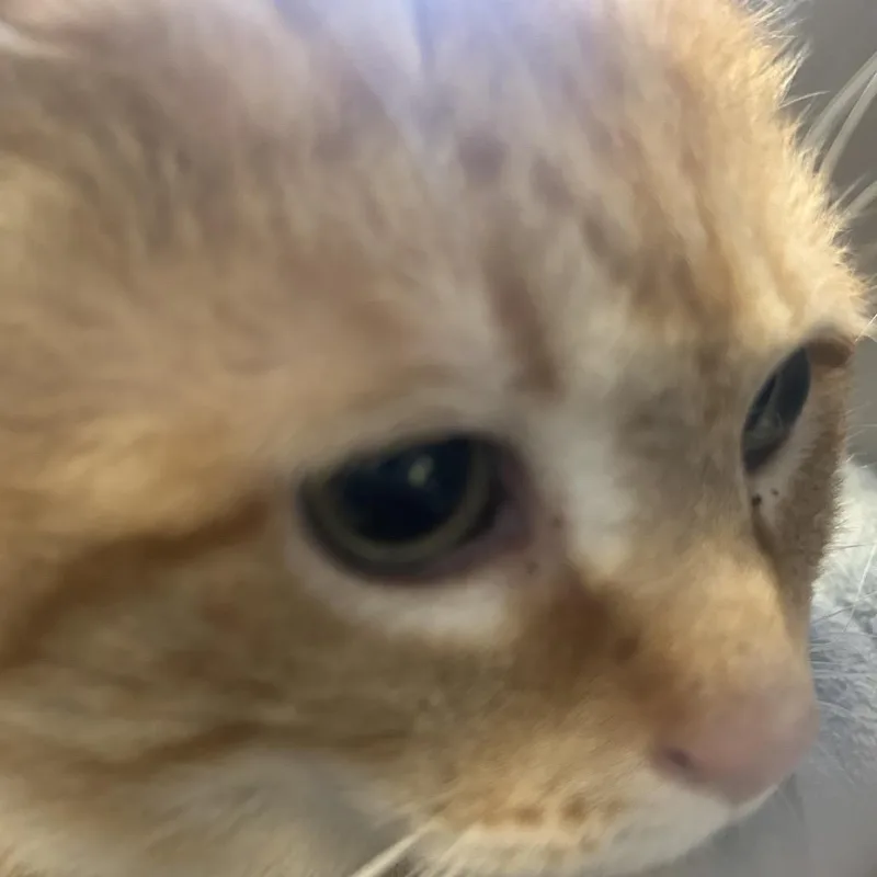 An adult small-sized male Orange / Red Domestic Short Hair cat named Phoenix for adoption in Philadelphia, PA