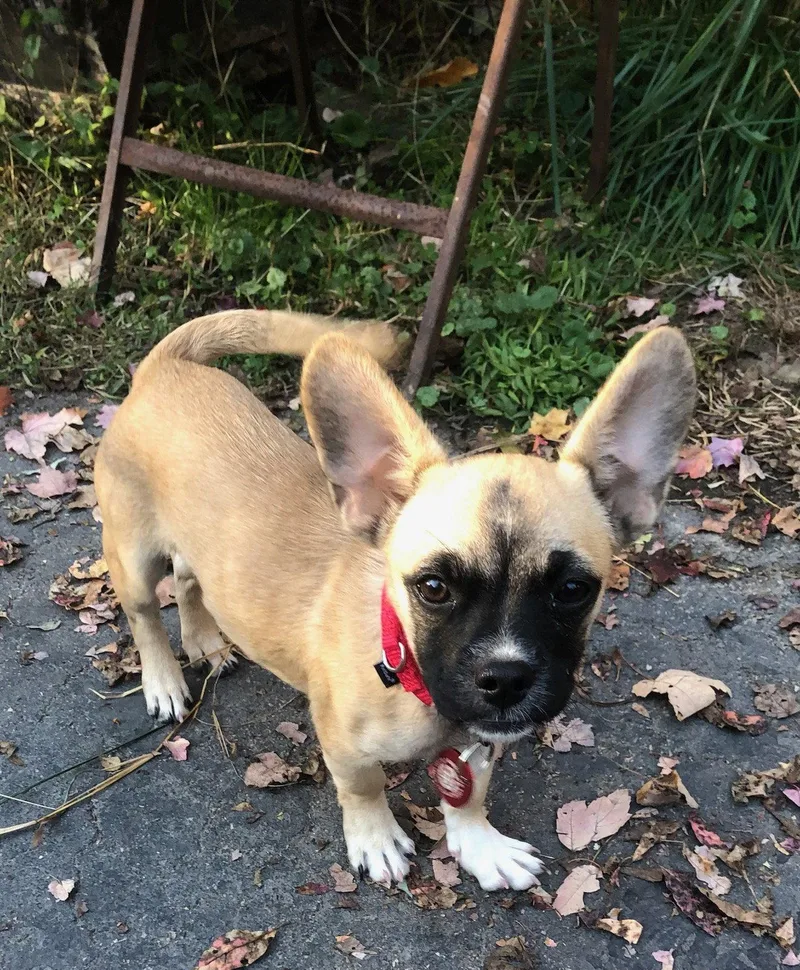 Charlie Pup LOCAL MEET thumbnail 2