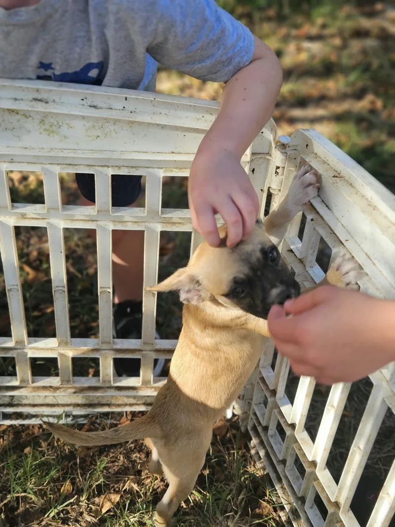 Charlie Pup LOCAL MEET thumbnail 3