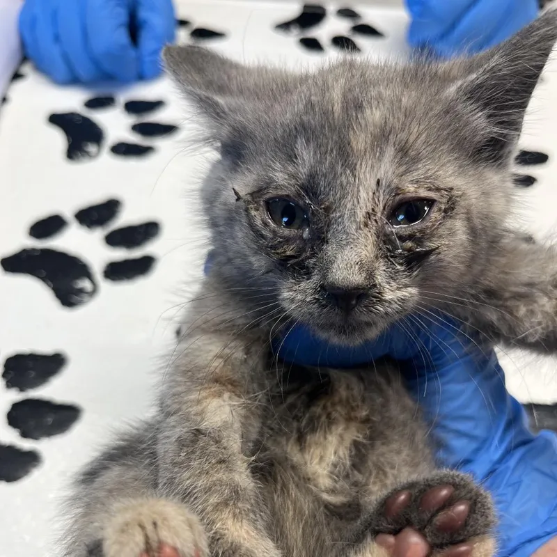 A baby small-sized female Gray / Blue / Silver Domestic Short Hair cat named Cylinder for adoption in Mount Juliet, TN