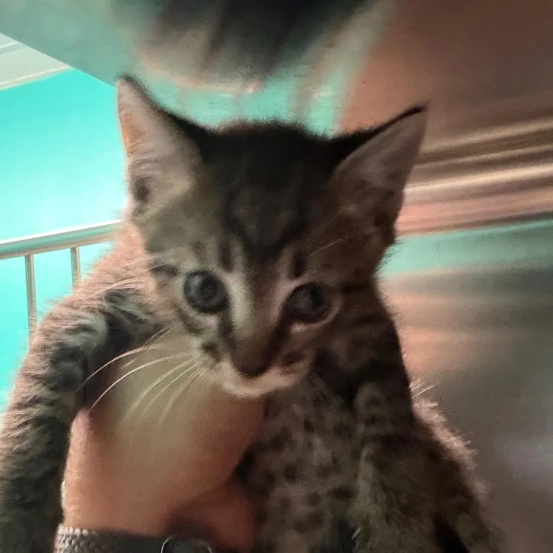 A baby small-sized male Gray / Blue / Silver Domestic Short Hair cat named Miami for adoption in Lake Jackson, TX