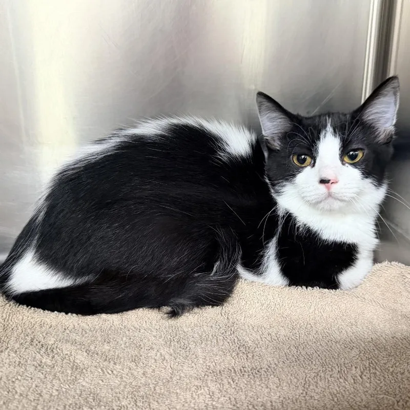 A baby small-sized female Black Domestic Short Hair cat named Obi for adoption in Warrensburg, MO