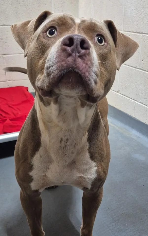 An adult large-sized male Pit Bull Terrier dog named Buster for adoption in Dallas, GA