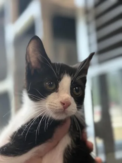A young small-sized male Domestic Short Hair cat named B Jet Petsmart Summerville for adoption in North Charleston, SC
