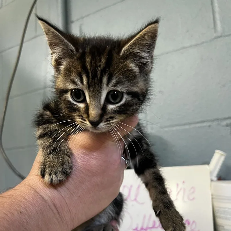 A baby small-sized male Brown / Chocolate Domestic Short Hair cat named Nolan for adoption in Harrisville, WV