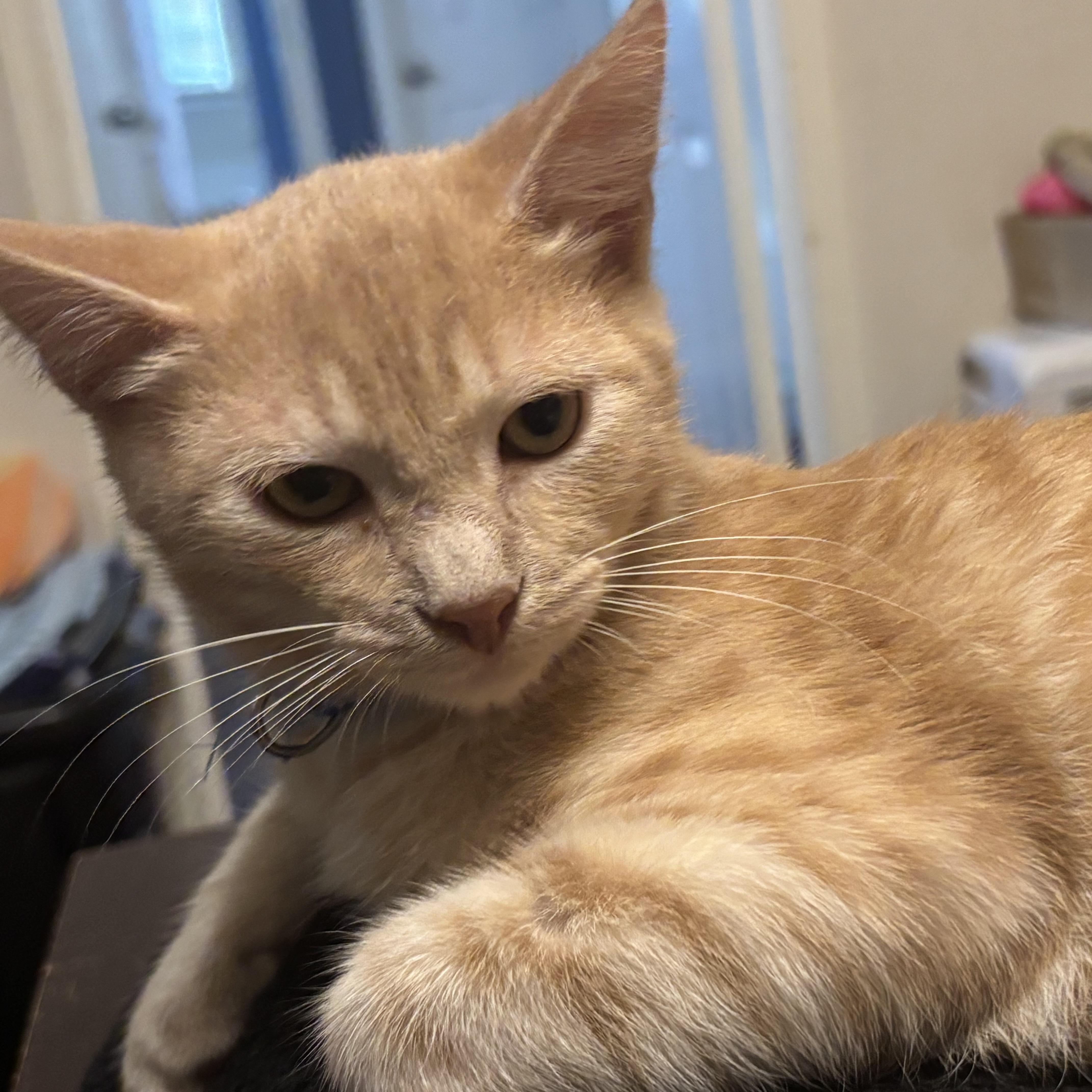 A baby small-sized female Tabby (Orange / Red) Domestic Short Hair cat named Garfield for adoption in Liverpool, TX