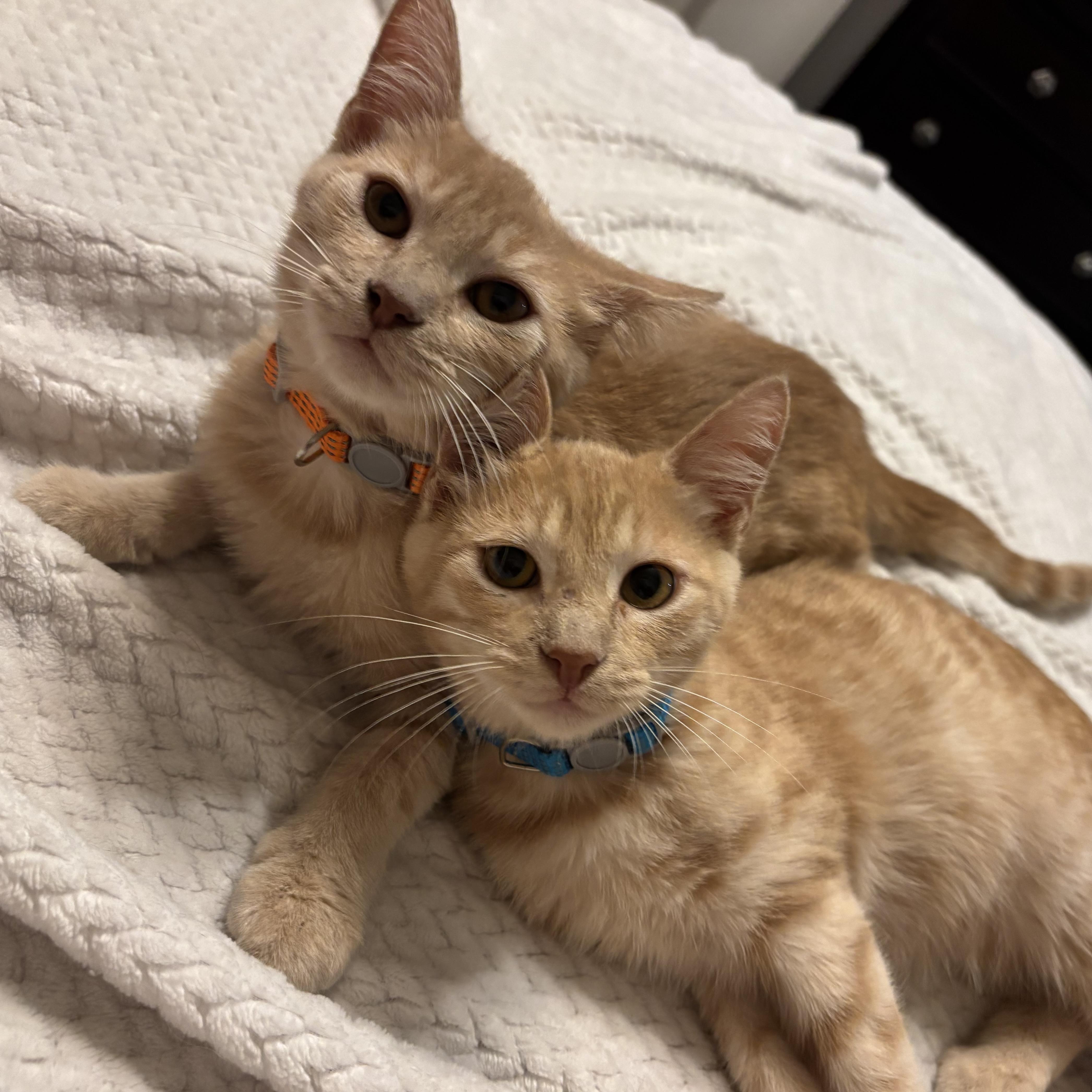 Garfield thumbnail 4