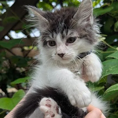 A baby small-sized male Black Domestic Long Hair cat named Badger for adoption in Johnstown, PA