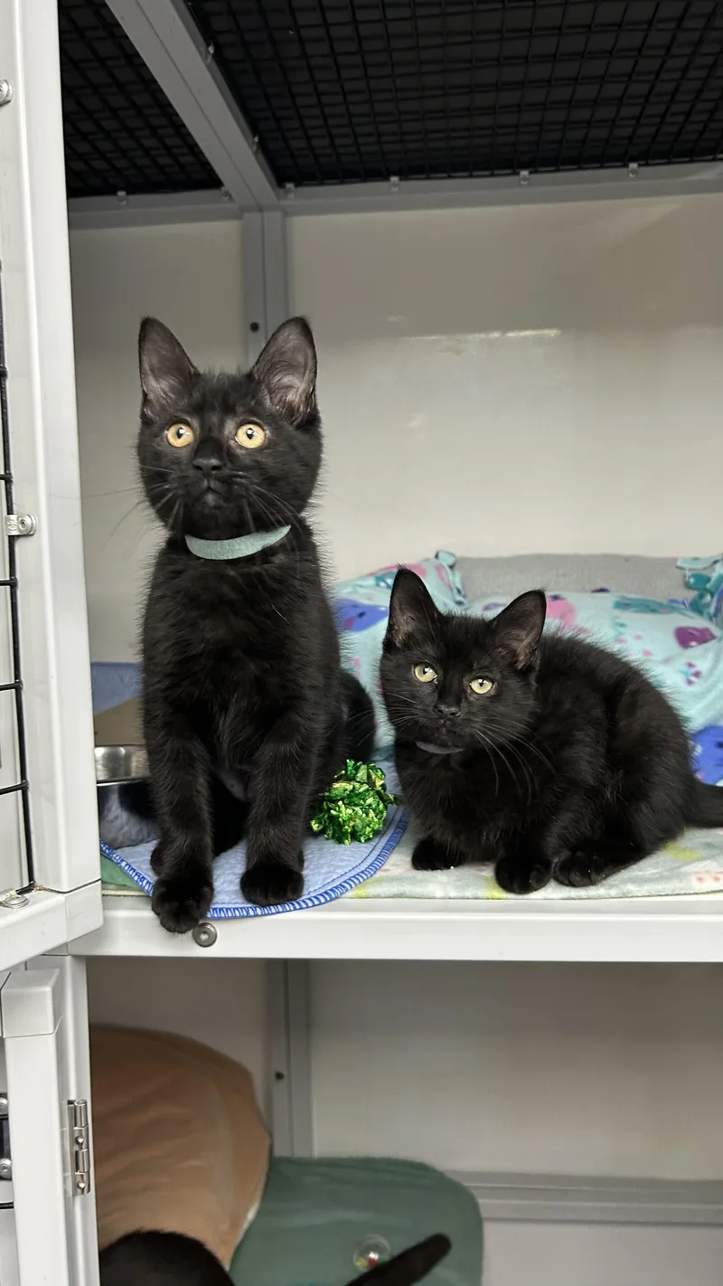 A baby small-sized female Black Domestic Short Hair cat named Selena for adoption in White Oak, PA
