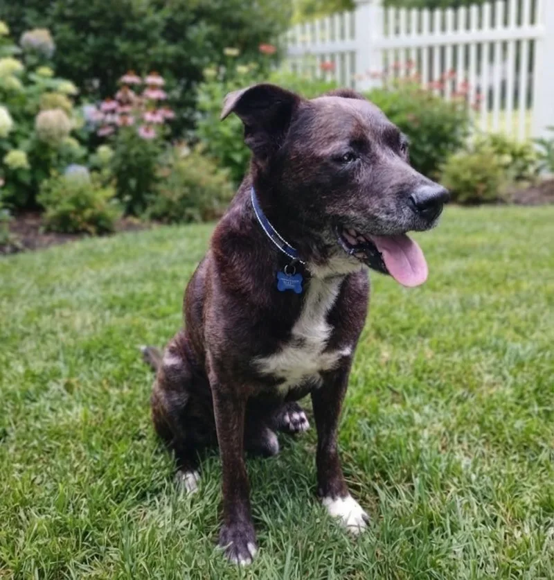 A senior large-sized male Hound dog named Victor for adoption in Roswell, GA