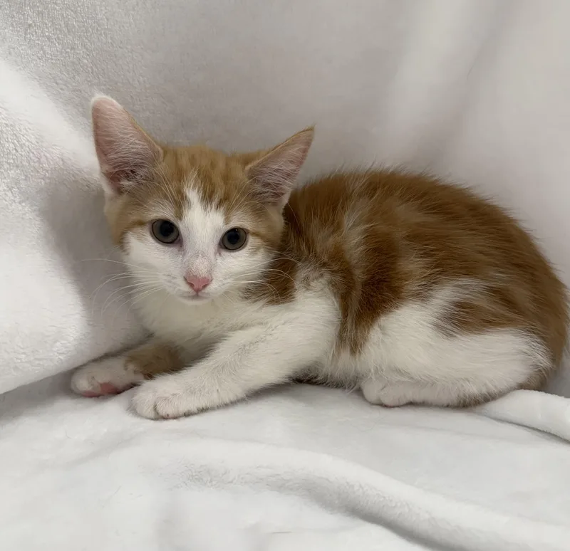 A baby medium-sized female Orange & White Domestic Short Hair cat named Tinkerbell for adoption in Greensboro, NC