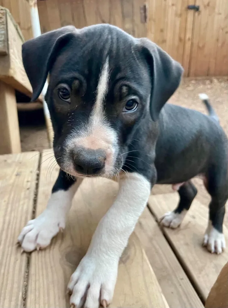 A baby medium-sized male Pit Bull Terrier dog named Max for adoption in Carmel, NY