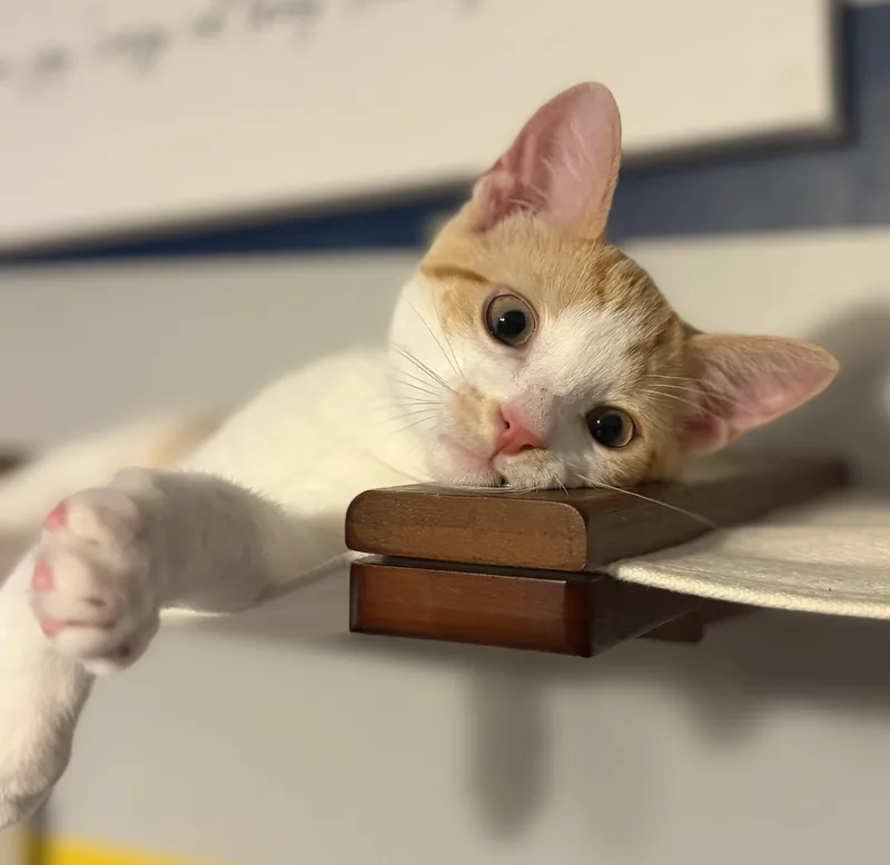 A baby medium-sized male Orange & White Domestic Short Hair cat named Anthany for adoption in South Lyon, MI
