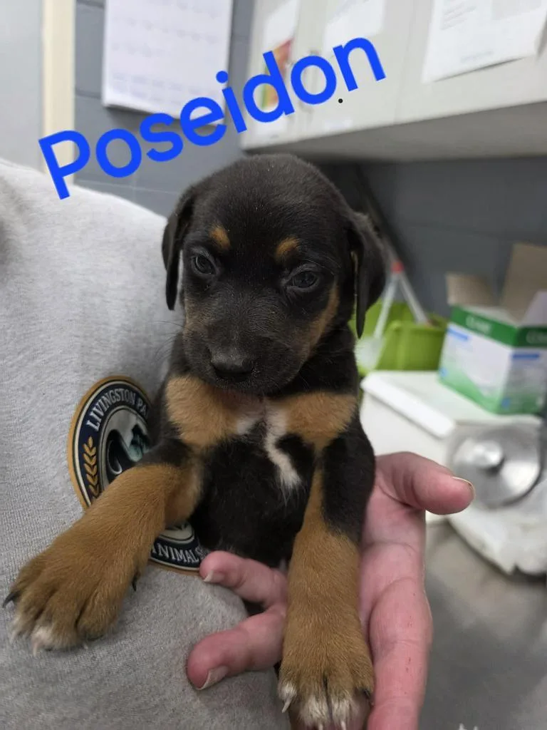 A baby small-sized male Hound dog named Poseidon for adoption in Livingston, LA