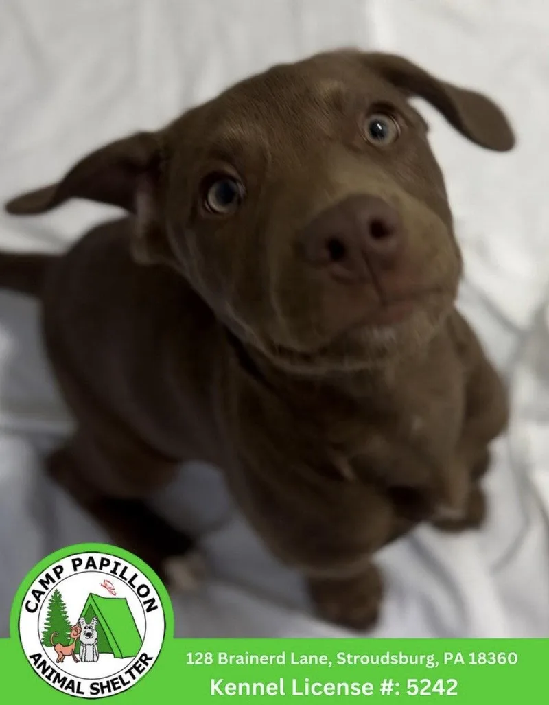 A young medium-sized male Mixed Breed dog named Milo for adoption in Stroudsburg, PA