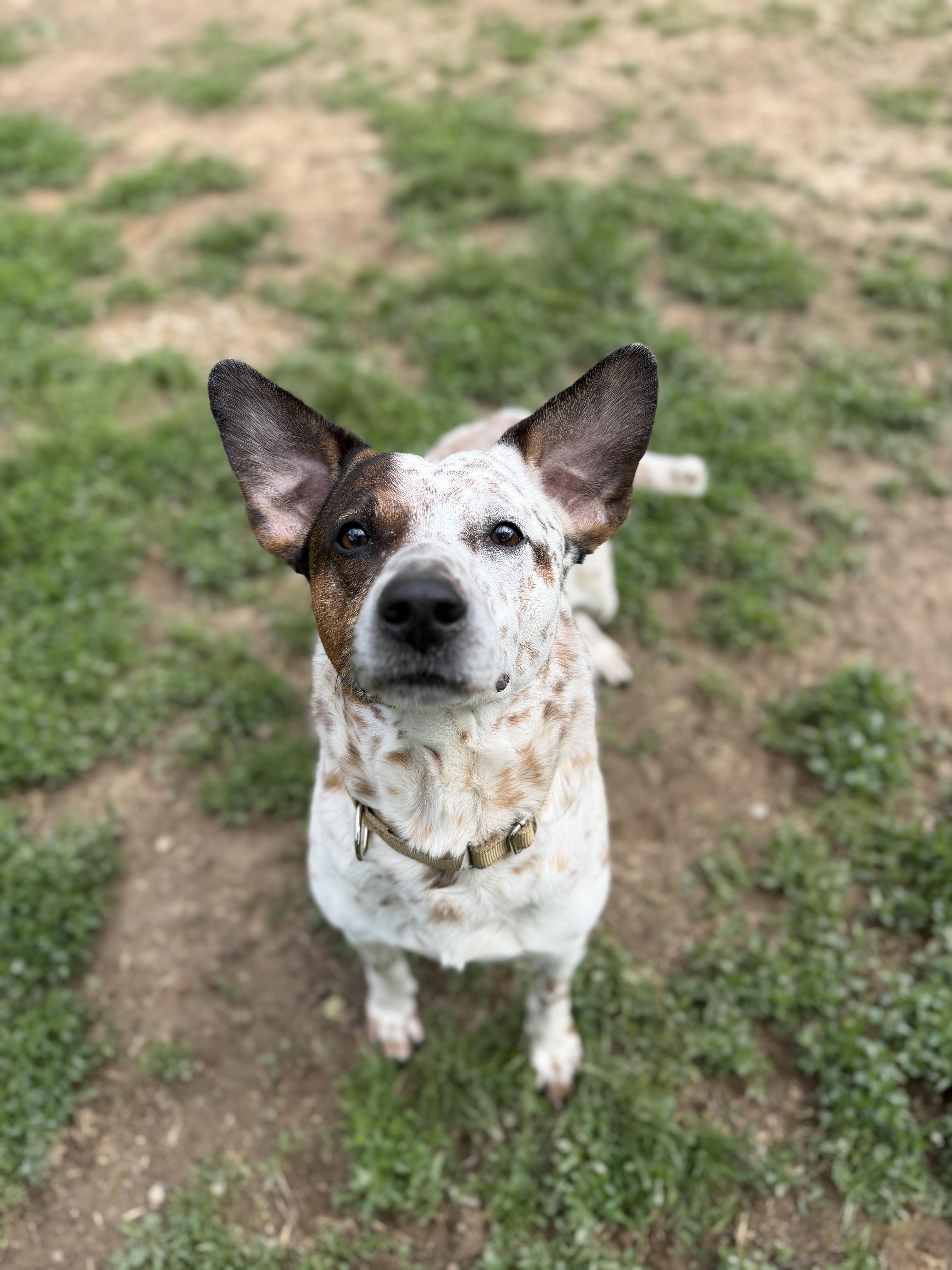 Bandit