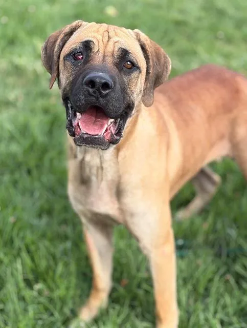 A young large-sized female Cane Corso dog named Flume for adoption in Fairfield, CA