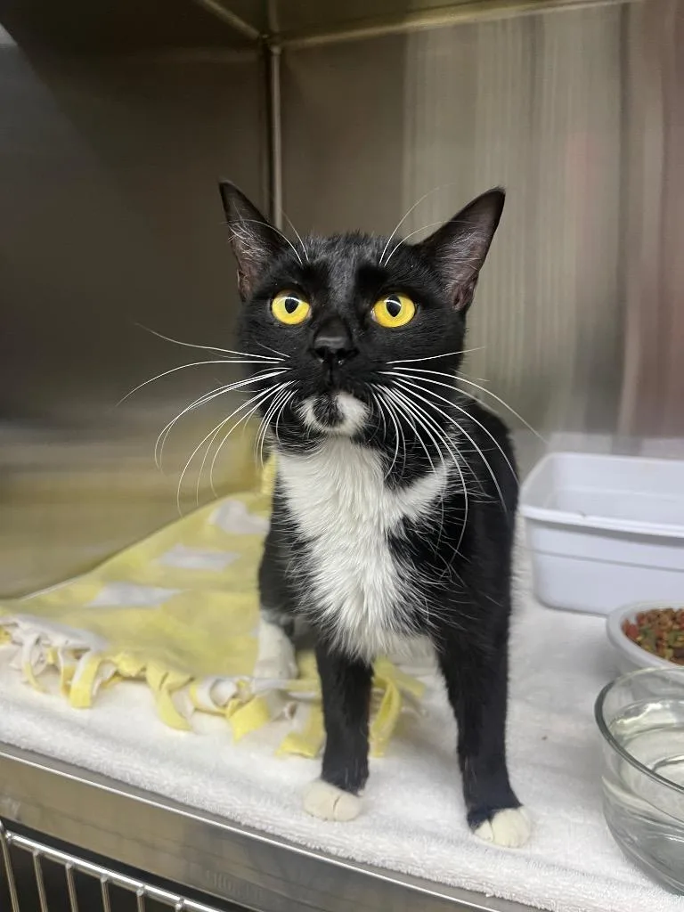 A young small-sized female Domestic Short Hair cat named Bianca for adoption in Lagrange, IN