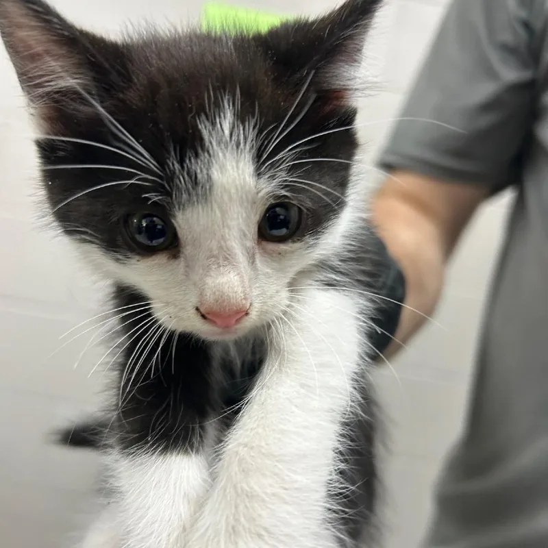 A baby small-sized male Black Domestic Short Hair cat named Silvester for adoption in Lufkin, TX