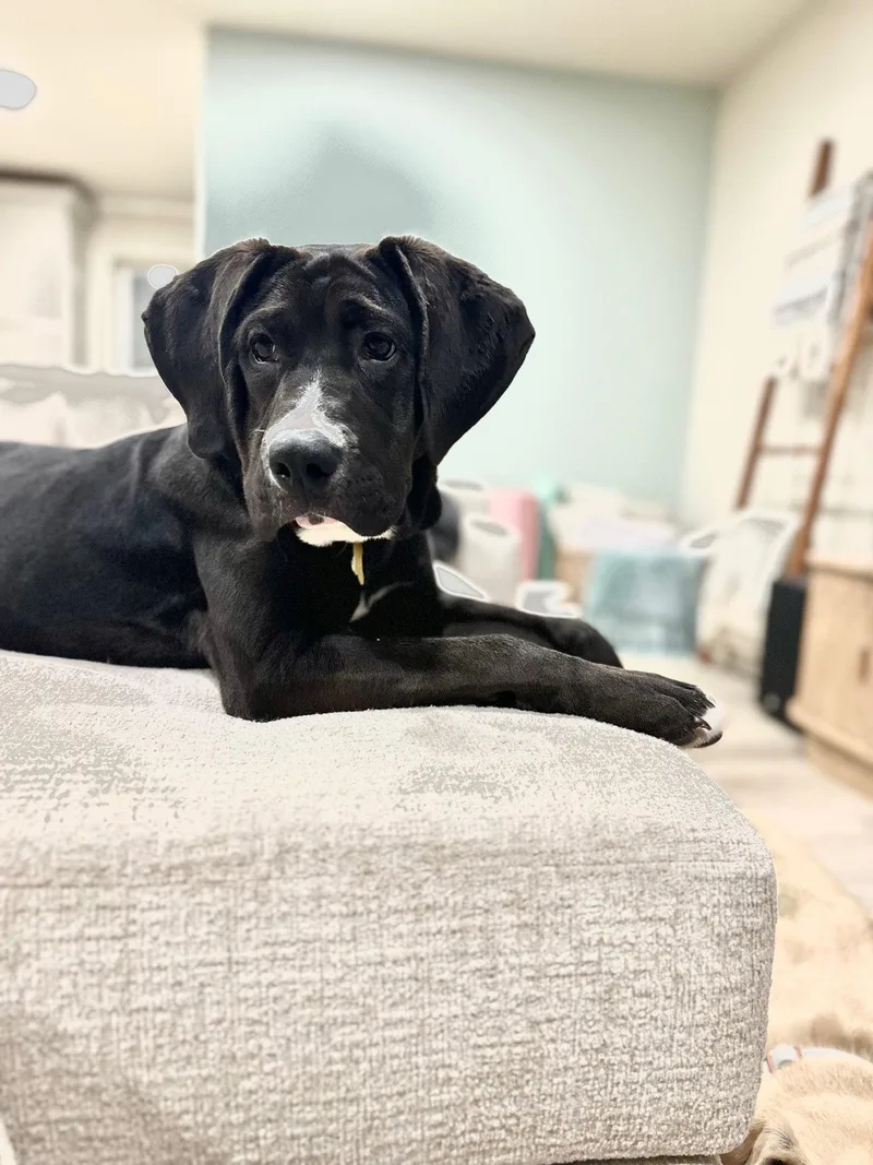 A young extra large-sized female Mastiff dog named Autty for adoption in Salt Lake City, UT